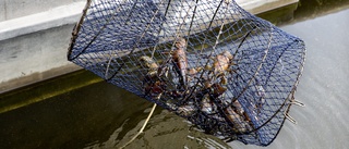 Fiskare i Hjälmaren anmäler kräftstöld