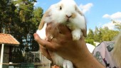 Jätteskutt för kaninförsäljning
