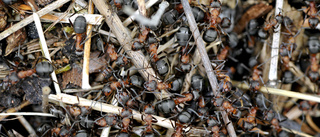 Fler myror i sommar som fått saneras