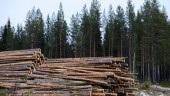 Miljöpartiet vill hugga träden och ha dem kvar
