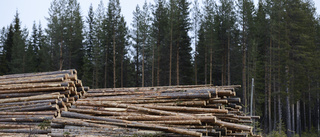 Miljöpartiet vill hugga träden och ha dem kvar