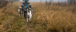 Exklusiva hundspannsvagnar tillverkas på Flarken:"Vill utöka produktionen"