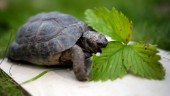 Köpte olaglig sköldpadda – får böta 9 000 kronor   