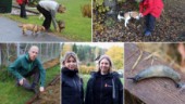 Här jagar de sniglar i villaområdet - med specialhundar