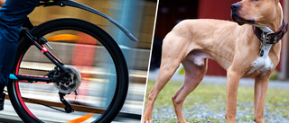 Oregistrerade hundar rymde – bet cyklister och fotgängare
