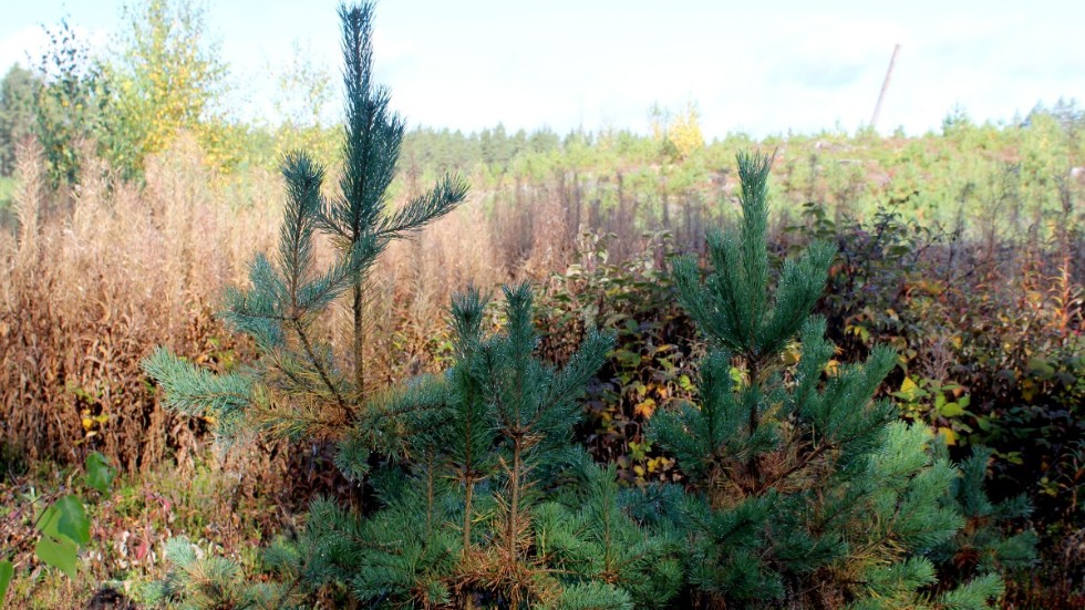 På vintern när ingen annan föda finns att tillgå så äter älgarna gärna på tallplantor. 