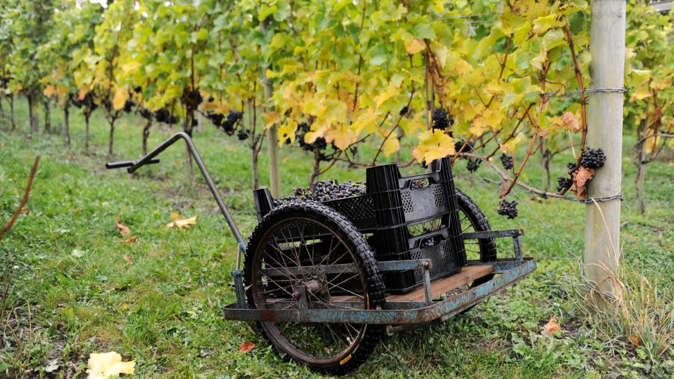 Gårdsförsäljning handlar inte om ett fåtal små vinproducenter på landet. Det är frågan om globala spritbolags ekonomiska intressen.