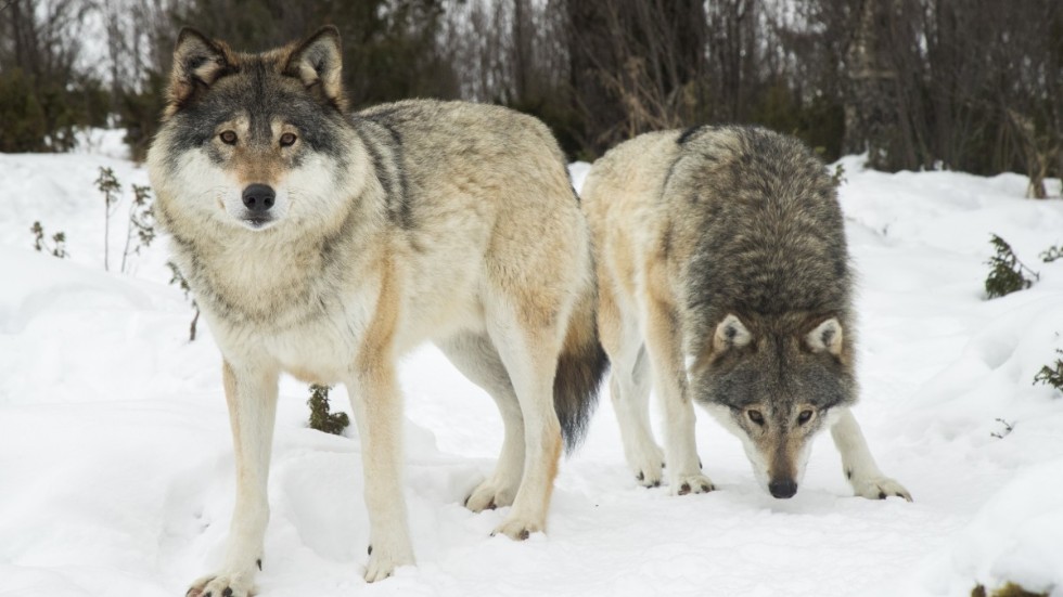 Två vargar sköts under skyddsjakt i Hälsingland. Vargarna på arkivbilden har ingenting med den aktuella skjutningen att göra.