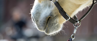 Utbrott av smittsam hästsjukdom: "Stallet är isolerat"