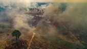 Alarmerande många bränder i Amazonas