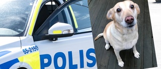 Polisen efterlyser hundägare: "Den hittades i söndags"
