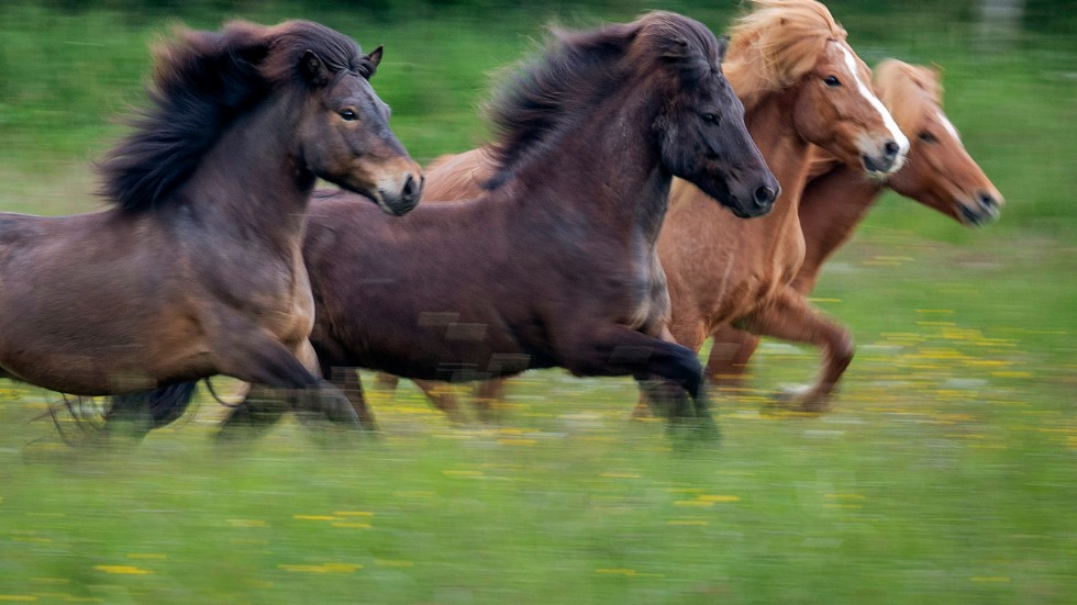 Hästar kostar mycket att hålla, och tar också tid att sköta. Arkivbild.