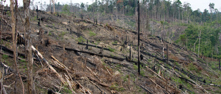 Världens skogar fortsätter att minska
