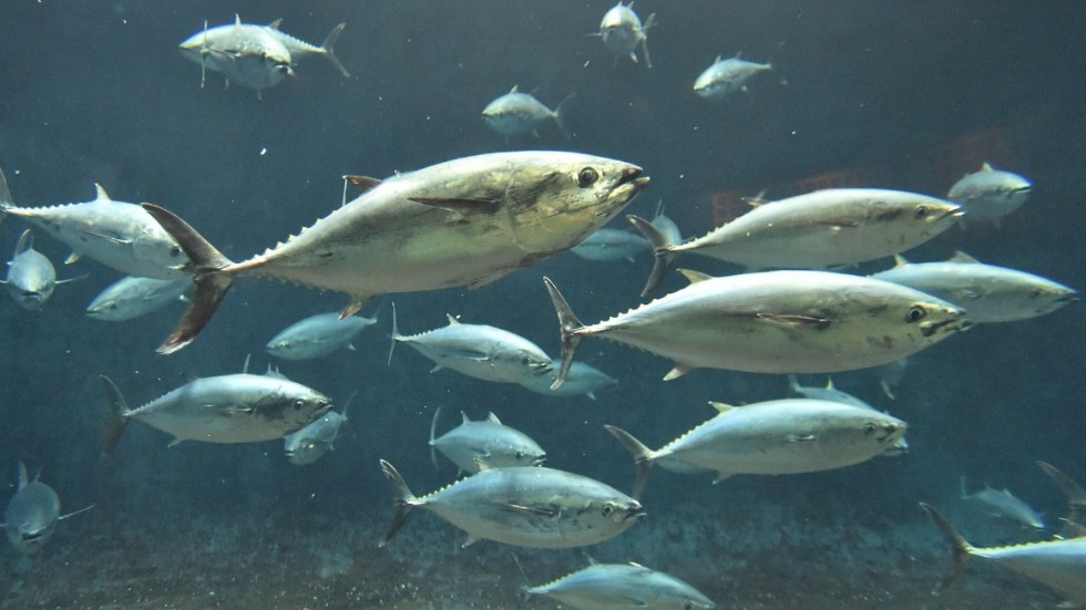 Mycket av tonfisken fiskas på ett sätt som är dåligt för både djur och natur.
