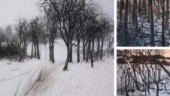 Från storstadens våld till den östgötska naturens lugn –flytten till Valdemarsvik fick Patrick Nilsson att upptäcka trädens skönhet
