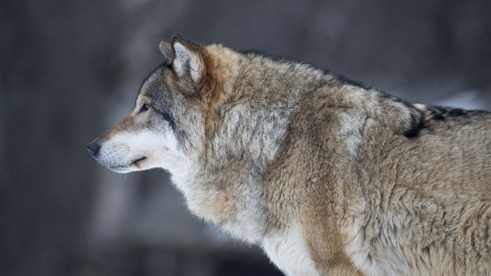 Vargarna ska bli färre i hela landet, totalt. Att i detta läge acceptera fler vargar i Sörmland för att minska mer på annan plats är inte rimligt.