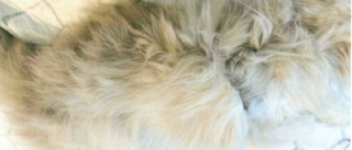 Veterinären om kattens päls: Jag har aldrig sett något liknande