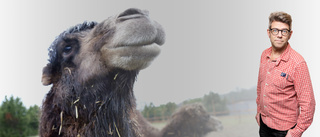 Henrik Radhe erkänner: Lider av kamelfobi