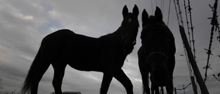 Struntade i förbudet – döms för att ha tagit hand om hästar