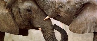 Elefanter har egna namn – kan ropa på varandra