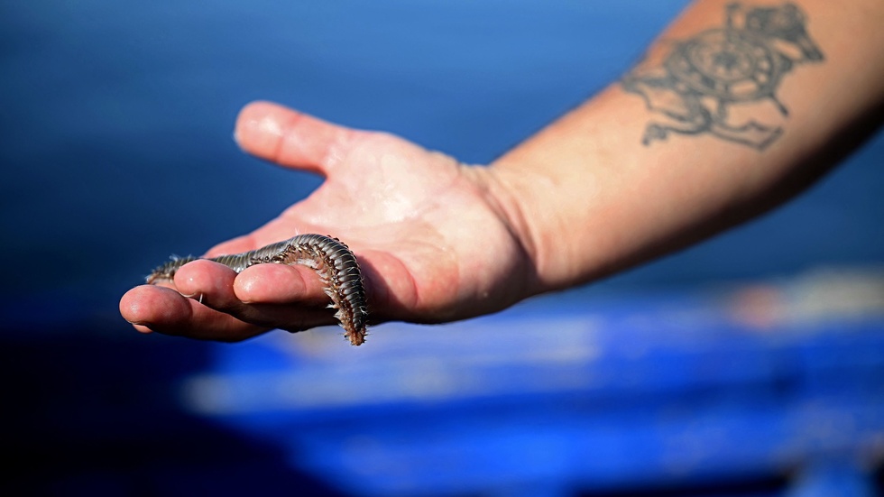 En fiskare på Sicilien visar upp havsborstmasken som slukar fisk som fastnat i nät. Och turister som badar i Medelhavet kan få smärtsamma reaktioner om de kommer i kontakt med masken.