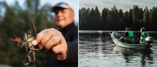 Se bodensarna dra upp jättekräftor i Luleälven