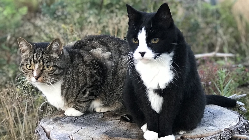 "Tack till alla som räddar katter och till er som öppnar era hem för många av alla de över hundratusen hemlösa vuxna pälsbollar som redan finns", skriver insändarskribenten.