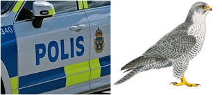 Polisen fick larm om sällsynt rovfågel i Grillby