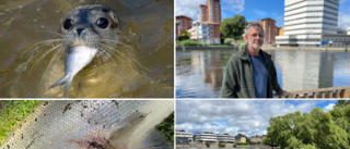 Sälar i Motala ström skapar problem i Norrköping