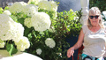 Rekordstor hortensia – blommor stora som fotbollar