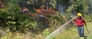 Här brinner skogen – för biologiska mångfalden
