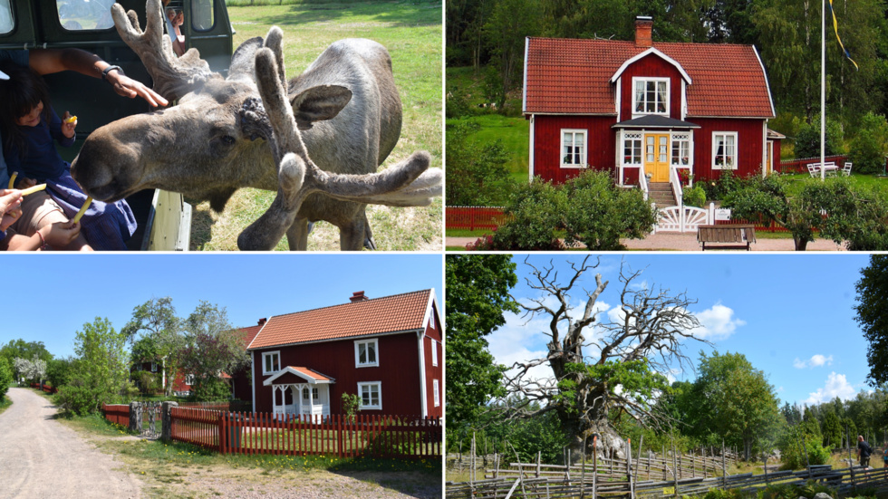 Virum Älgpark, Katthult, Bullerbyn och Kvilleken är alla med på listan över de bästa besöksmålen i Vimmerby Kommun.