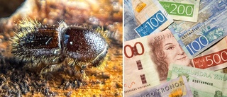 Efter stora budgetminskningen – få insatser mot fruktade insekten