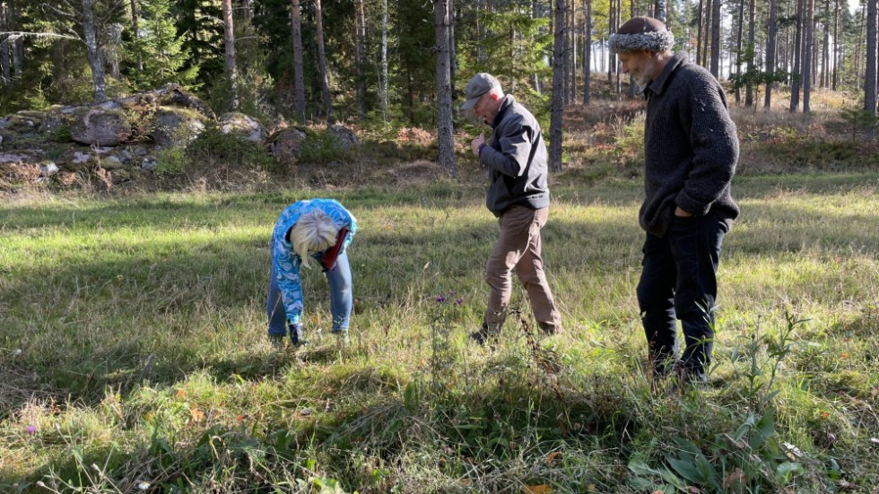 Gunilla och Ingemar Samuelsson visar Håkan Strotz, som besöker åkern, var särskilda frön har såtts in för att främja guldsandbiet.