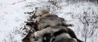 Fem renar döda i viltolycka