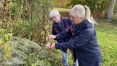 Hösten är här – dags att gå på fröjakt: "Återbruk på högsta nivå"