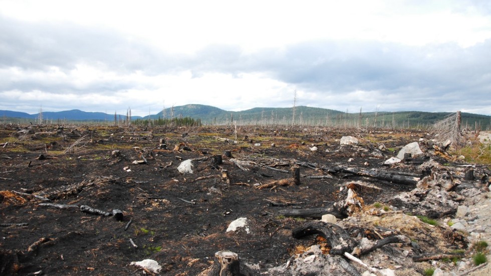 Ett 180 hektar stort kalhygge nära Tjappsåive i Arvidsjaurs kommun. Skogen här hade angripits av törskatesvamp.