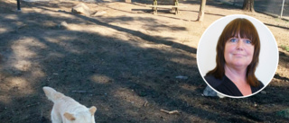 Ny hundpark i Balsta nobbas – tar för mycket plats: "Måste se till var det är lämpligt"