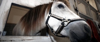 Nytt register – ”Ingen vet var hästarna finns”