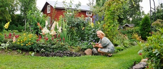 Doris trädgård — En palett av grönskande blommor och fruktträd ”Jag njuter av att strosa omkring här på gården”
