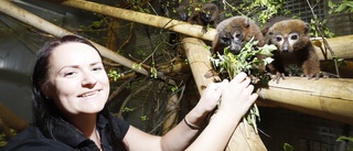 Lemurmamman födde tvillingar på Parken zoo – sen dog hon: "Pappan klev in och tog fullt ansvar" ✓Här är alla nya bebisar