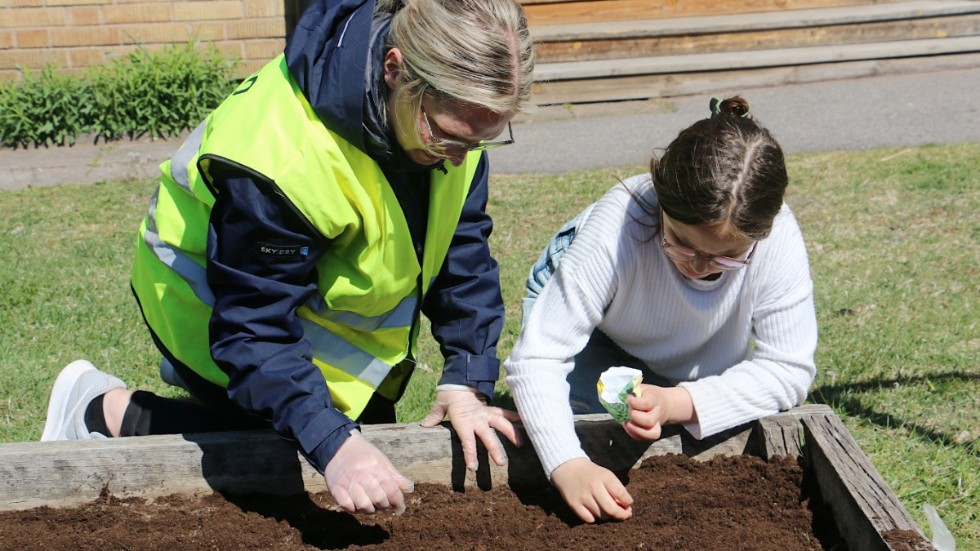 Livia Arvidsson Lappi och Amanda Sääw hjälps åt att så morötter i den blivande köksträdgården.