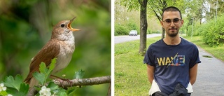 Ny fågelart för Östergötland upptäckt – skönsjungande fågeln en sensation i Skäggetorp • Lyssna på sången här 