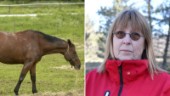 Smittsamma hästsjukdomen finns på Gotland • Men länsveterinären inte oroad: ”Jag känner mig ganska trygg”