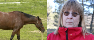Smittsamma hästsjukdomen finns på Gotland • Men länsveterinären inte oroad: ”Jag känner mig ganska trygg”