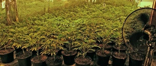 Här odlade gotlänningen cannabis i hemlighet