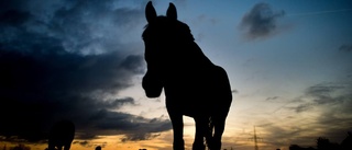 Gotländsk häst drabbad av smittsam sjukdom