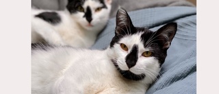 Över 18 000 katter tävlade – fem blir frimärken