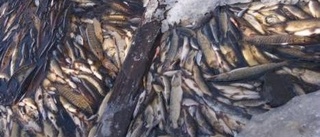 Stor fiskdöd i Dannemorasjön
