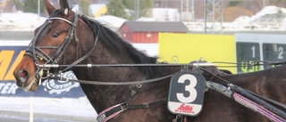 Tredje raka för Bodentravets jättelöfte - startar redan på söndag igen